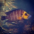 Altolamprologus Compressiceps MUZİ Yavru